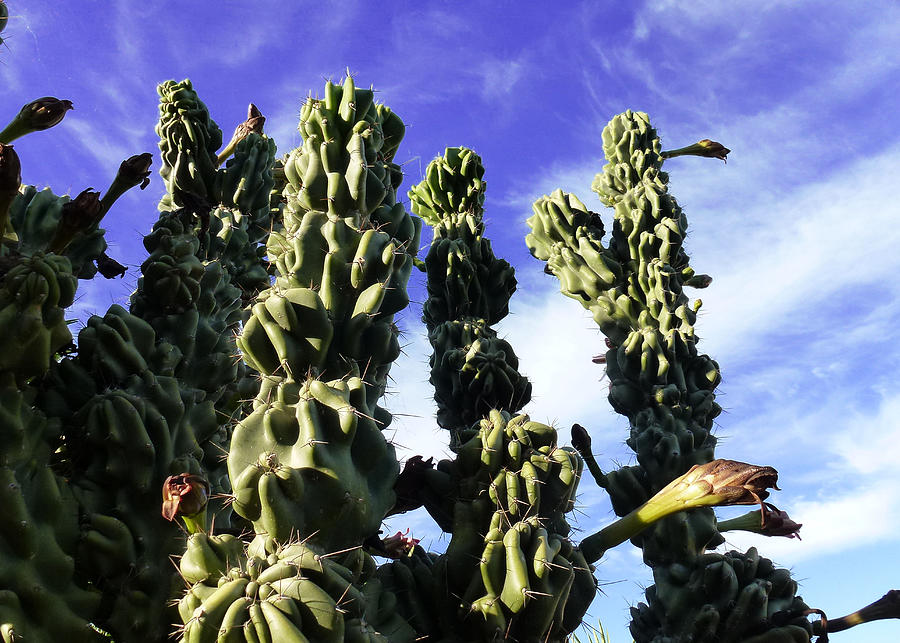 Cactus 2 Photograph by Mariusz Kula