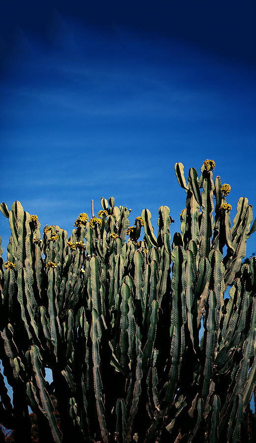 Flower Photograph - Cactus 2 by Michael Guirguis