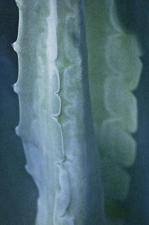 Cactus 2 Photograph by Sherri Meyer