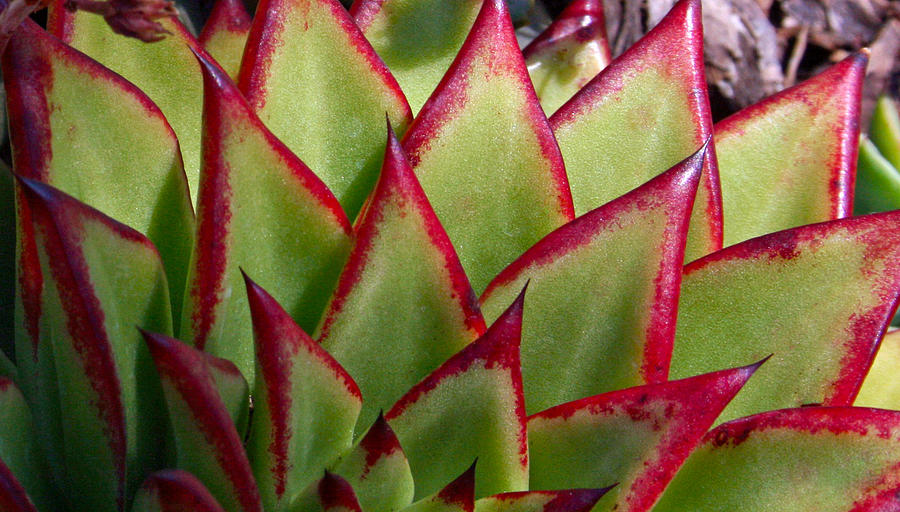 Cactus 3 Photograph by Cheryl Boyer