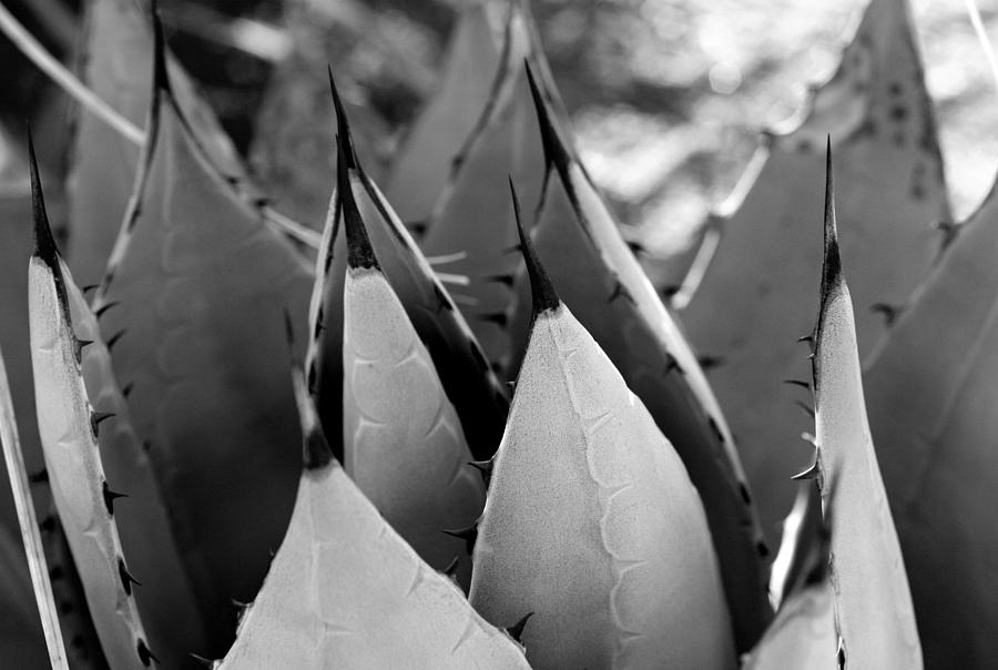 Cactus 5 Photograph by Cheryl Boyer