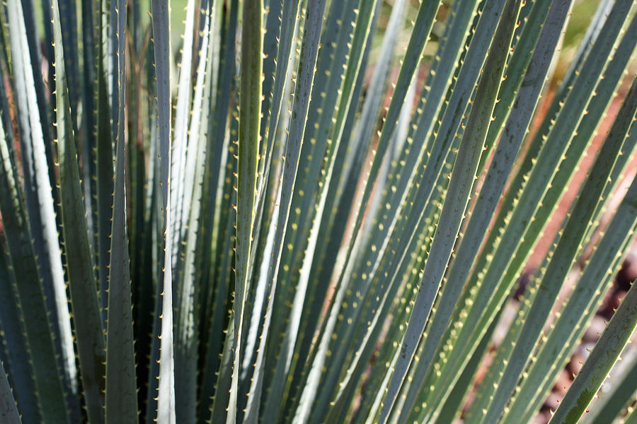 Cactus 8 Photograph by Cheryl Boyer