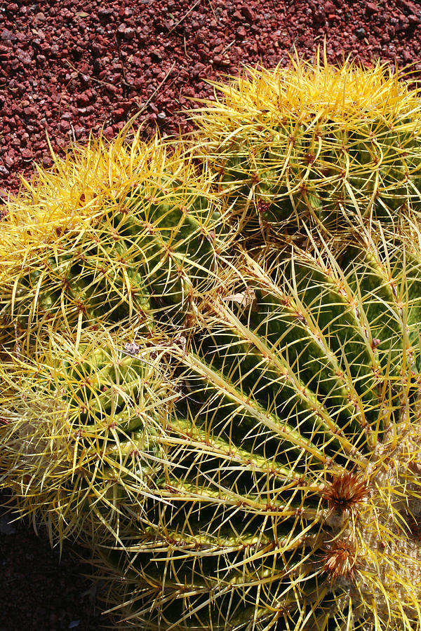 Cactus 9 Photograph by Cheryl Boyer