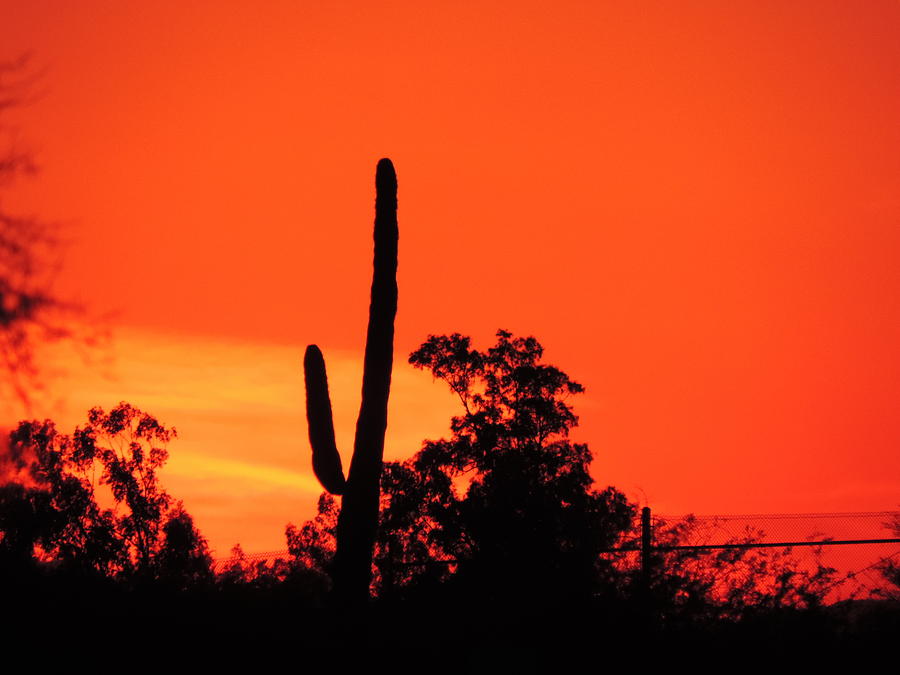 Desert Photograph - Cactus Against A Blazing Sunset by Bill Tomsa