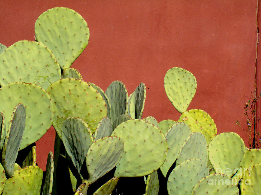 Nature Photograph - Cactus against Orange Wall by Eva Kato