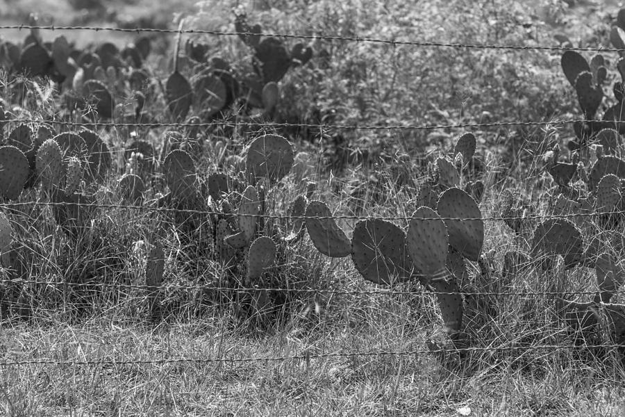 Cactus and Barbed Wire Fence Photograph by John McGraw