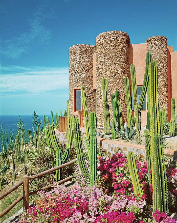 Cacti And Bougainvilleas In Front Of Tower Photograph by David O Marlow Cacti And Bougainvilleas In Front Of Tower Photograph by David O Marlow