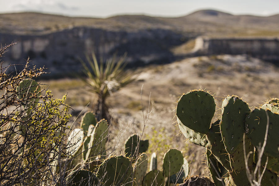 Landscape Photograph - Cactus and Cliffs by Amber Kresge