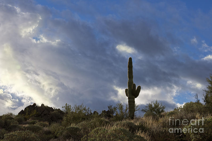 Cactus and Clouds Photograph by David Arment