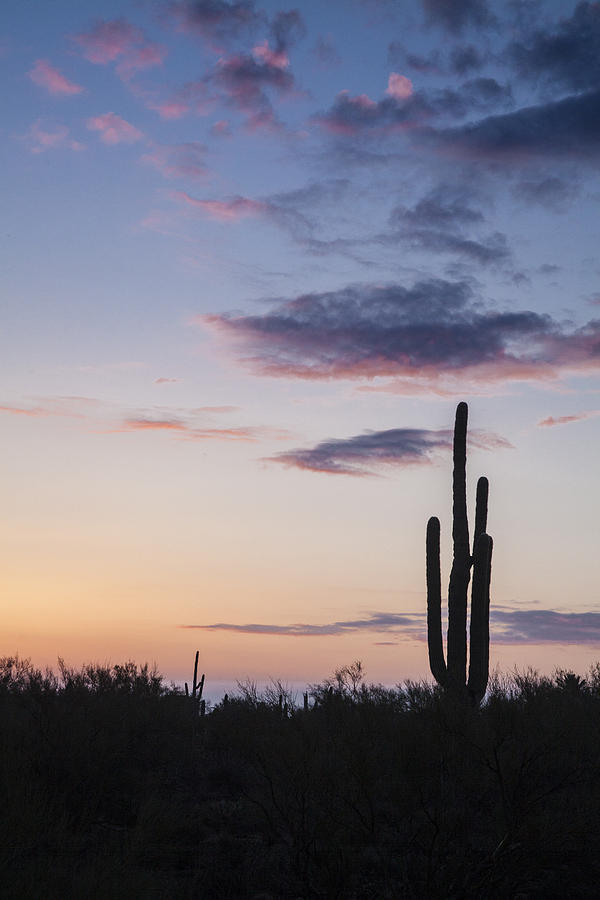 Cactus and Clouds Photograph by Rob Travis - Fine Art America