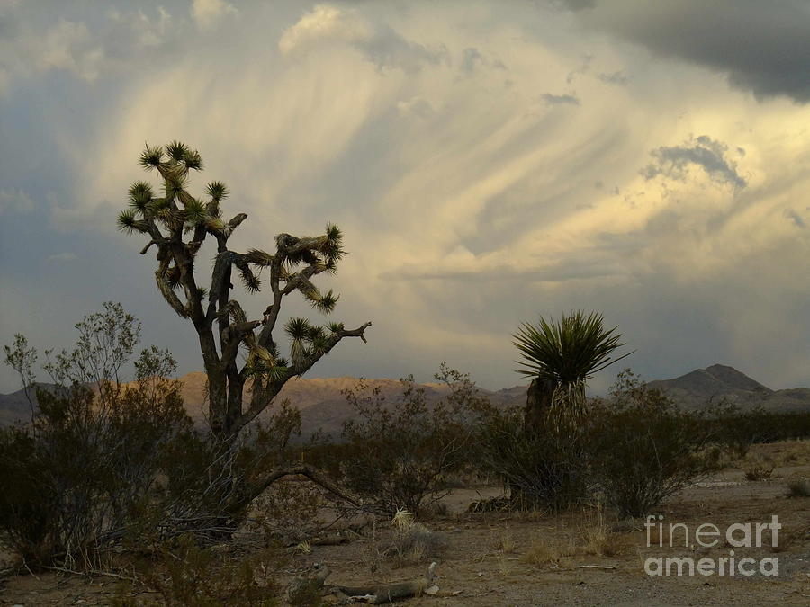 Cactus and Clouds Photograph by Stephen Schaps