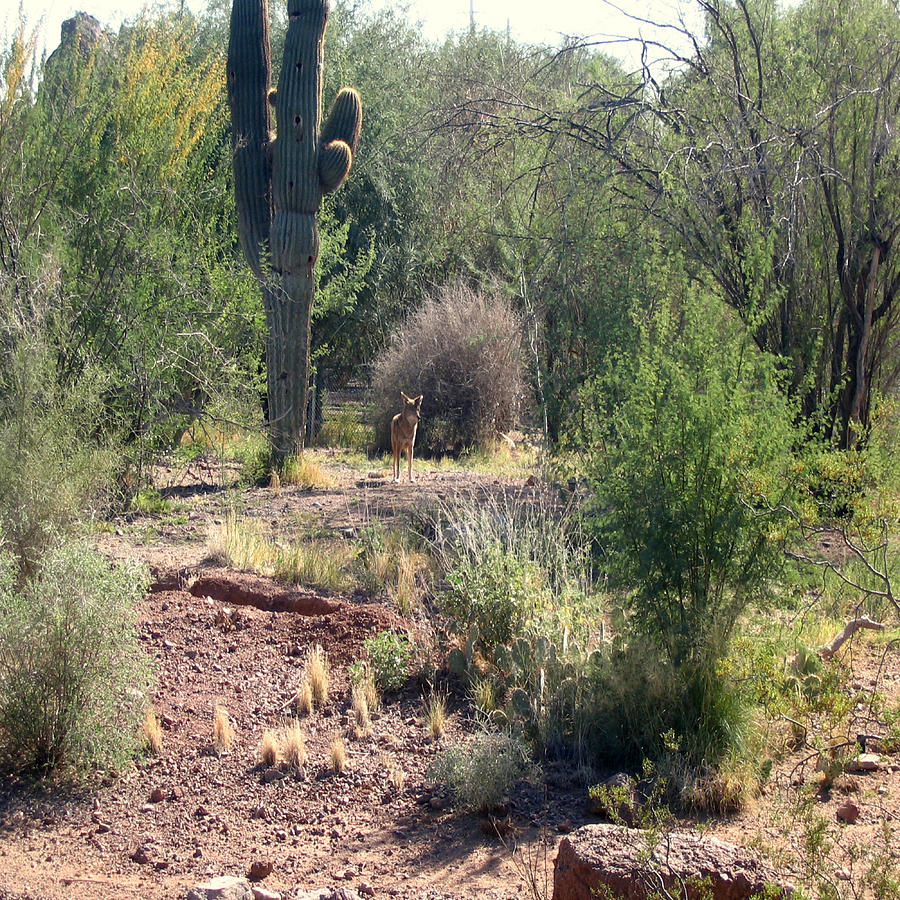 Cactus and Coyote Photograph by Chris Fulks