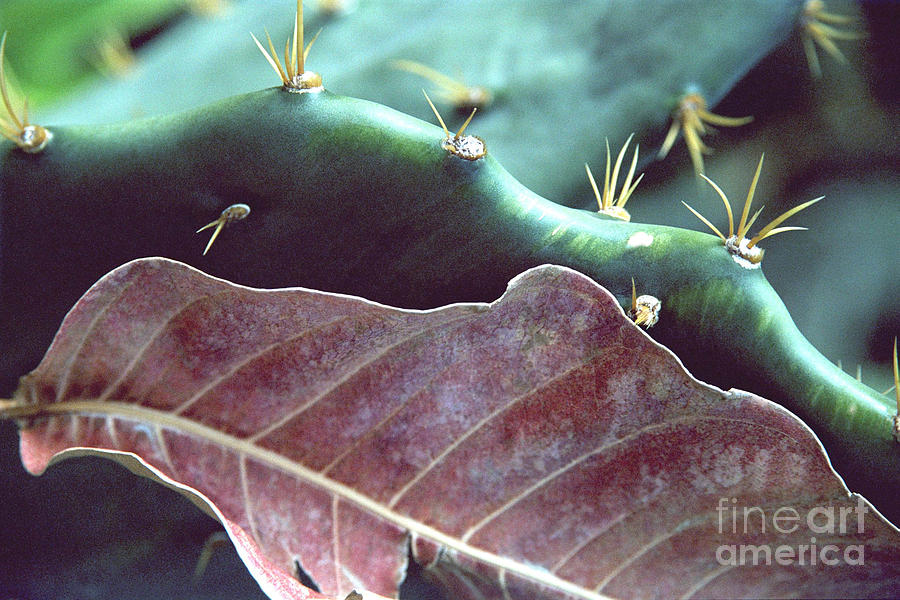 Cactus and Dry Leaf Color Photograph by Heather Kirk