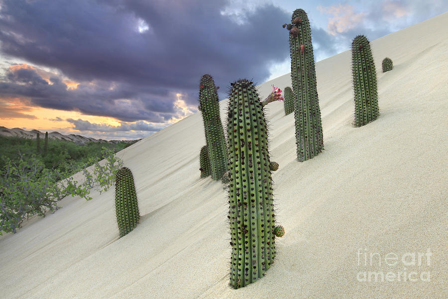 Sunset Photograph - Cactus And Dunes by Josafat De la Toba