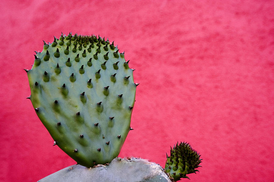 Cactus and Pink Wall Photograph by Carol Leigh