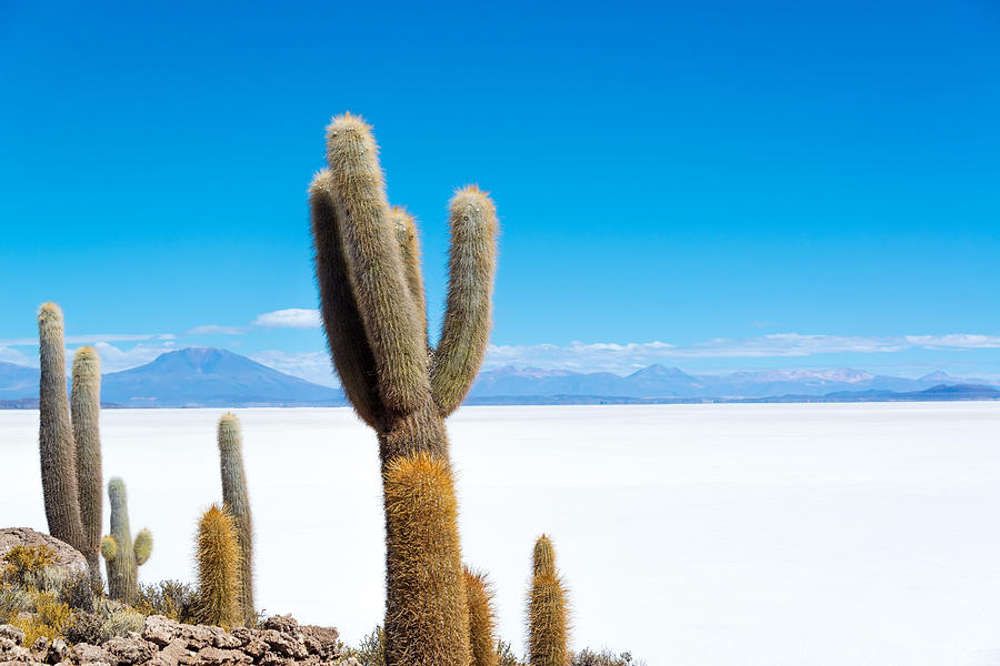 Cactus And Salt Photograph