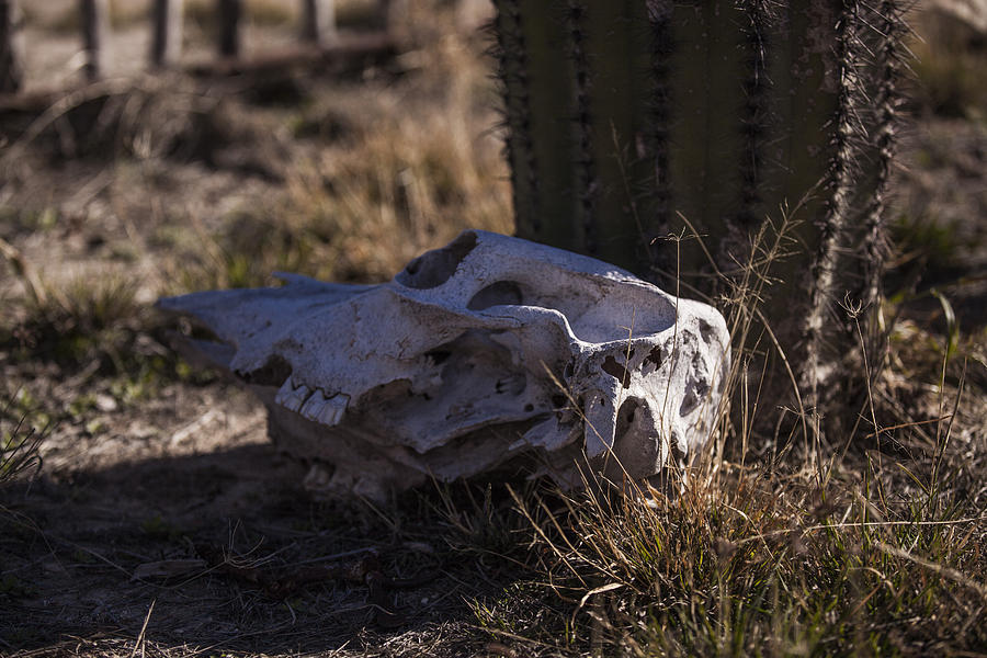Cactus and Skull Photograph by Amber Kresge