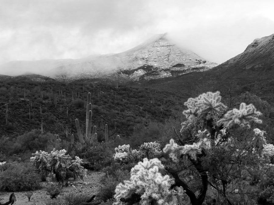 Cactus and Snow Black and White Photograph by Laurel Powell