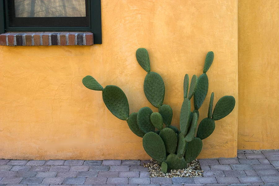 Tucson Photograph - Cactus and Yellow Wall by Carol Leigh