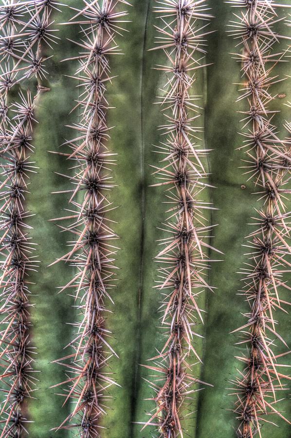 Cactus Photograph by Anthony Sapone - Fine Art America