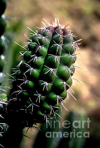 Cactus Arm Photograph by Kathy McClure