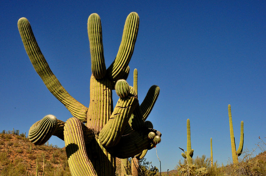 Cactus arms Photograph by Diane Lent
