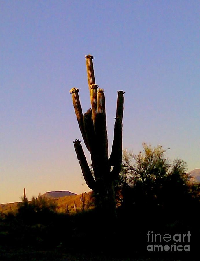 Cactus at Sundown Photograph by Fred Wilson