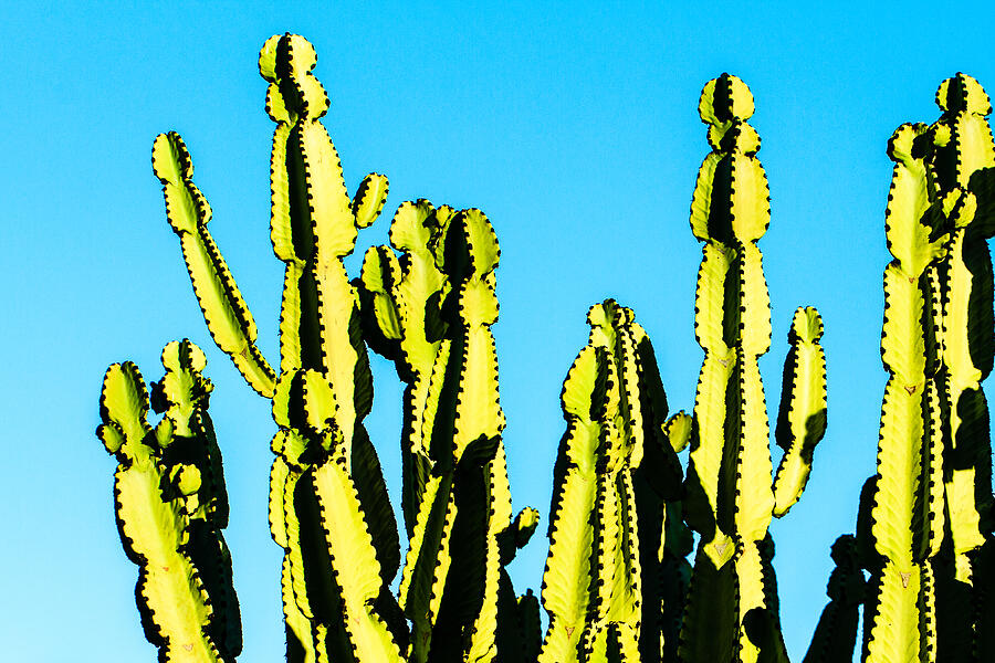 Cactus at Sunset Photograph by Ben Graham