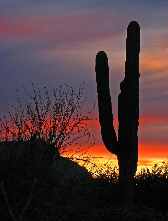 Cactus At Sunset Photograph