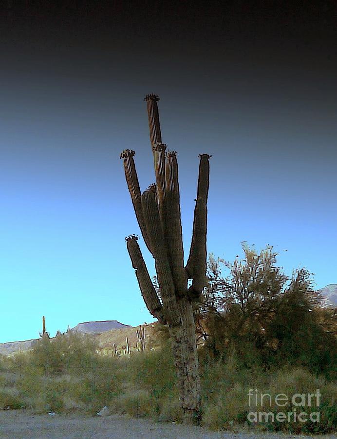 Cactus at Twilight Photograph by Fred Wilson