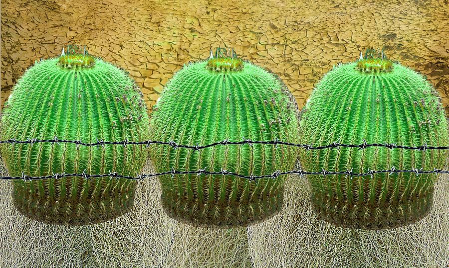 Cactus Barbed Wire Tumble Weed In Green Photograph by Suzanne Powers