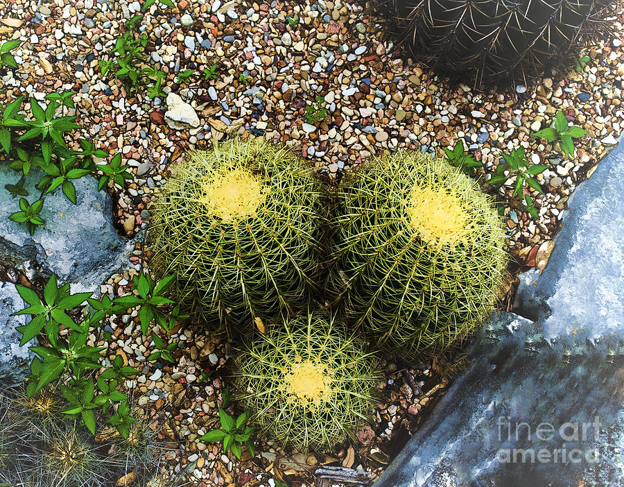 Barrel Cactus Austin Texas - Luther Fine Art Photograph by Luther Fine Art