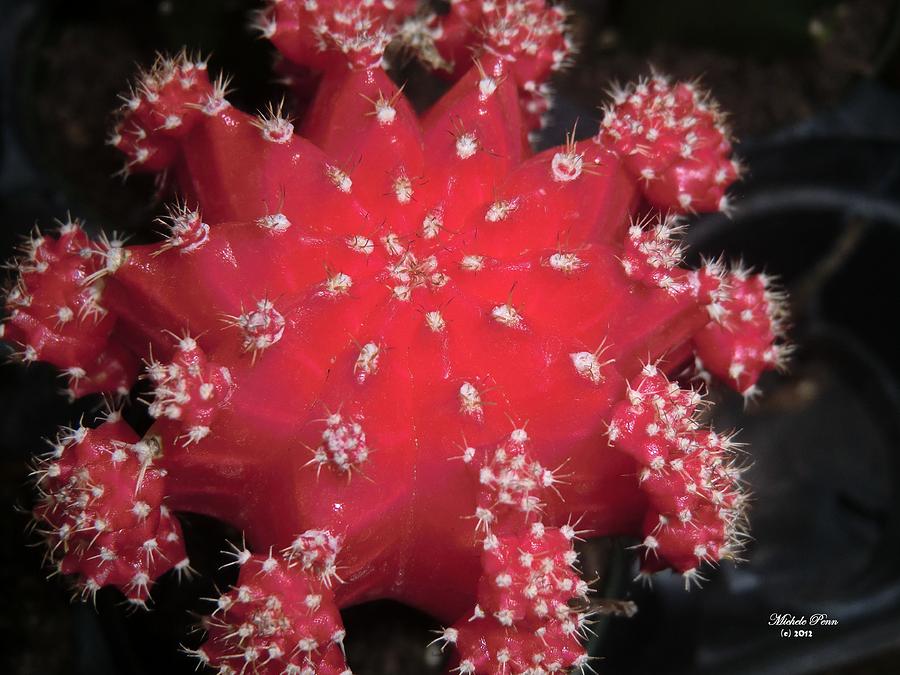 Cactus Beauty  Photograph by Michele Penn
