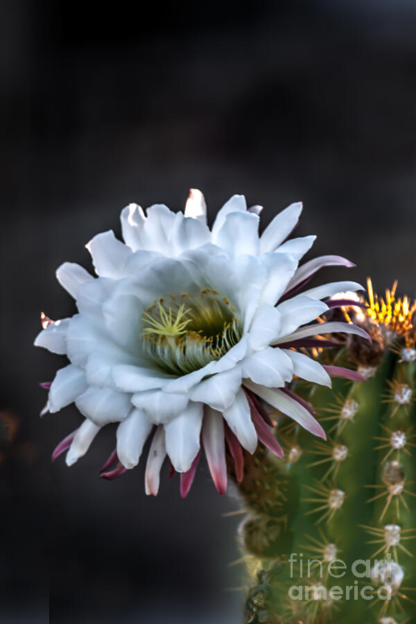 Flower Photograph - Cactus Beauty by Robert Bales