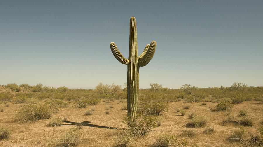 Cactus Photograph by Bill Hornstein