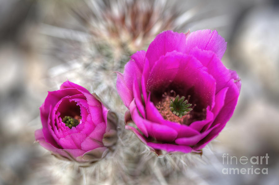 Cactus Bliss Photograph by Bill Singleton