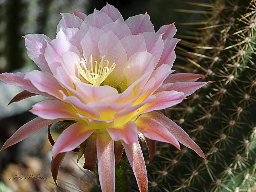 Cactus Bloom in Pink Photograph by Julie Palencia