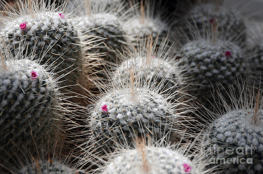 Cactus Bloom Photograph by Sarah Schroder