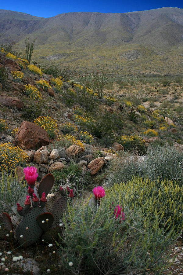 Cactus Bloom Photograph by Scott Cunningham