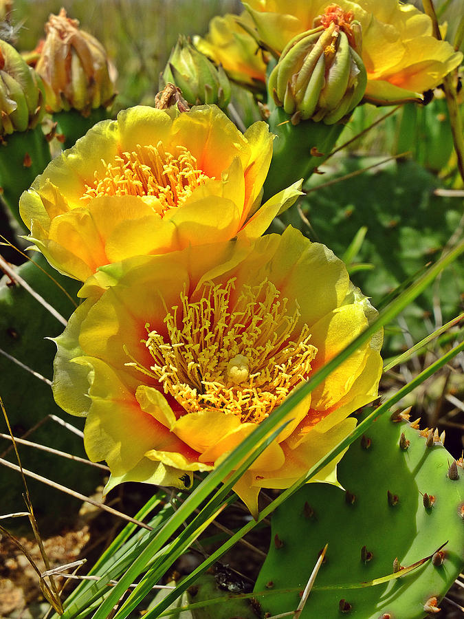 Cactus Bloom Photograph by Scott Kingery