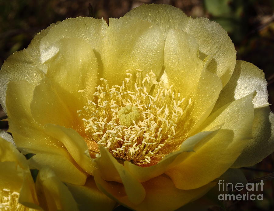 Cactus Bloom - Yellow Rose Of Texas Photograph by Robert Frederick