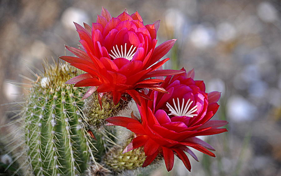 Cactus Blooms Photograph by AJ  Schibig