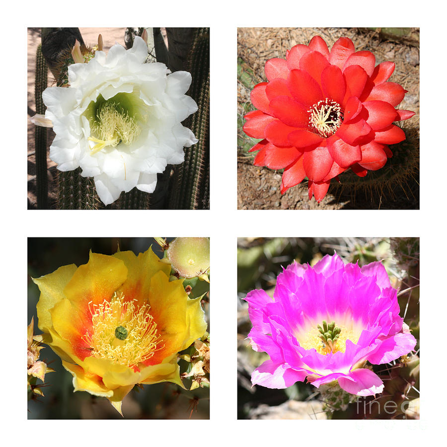 Cactus Blooms Collage Photograph by Carol Groenen