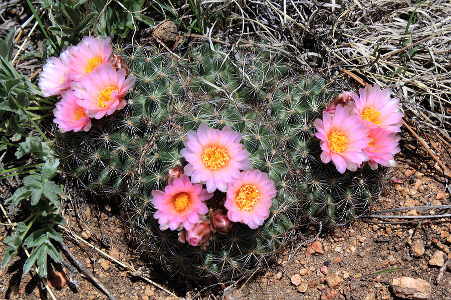 Cactus Blooms Photograph by Shane Bechler