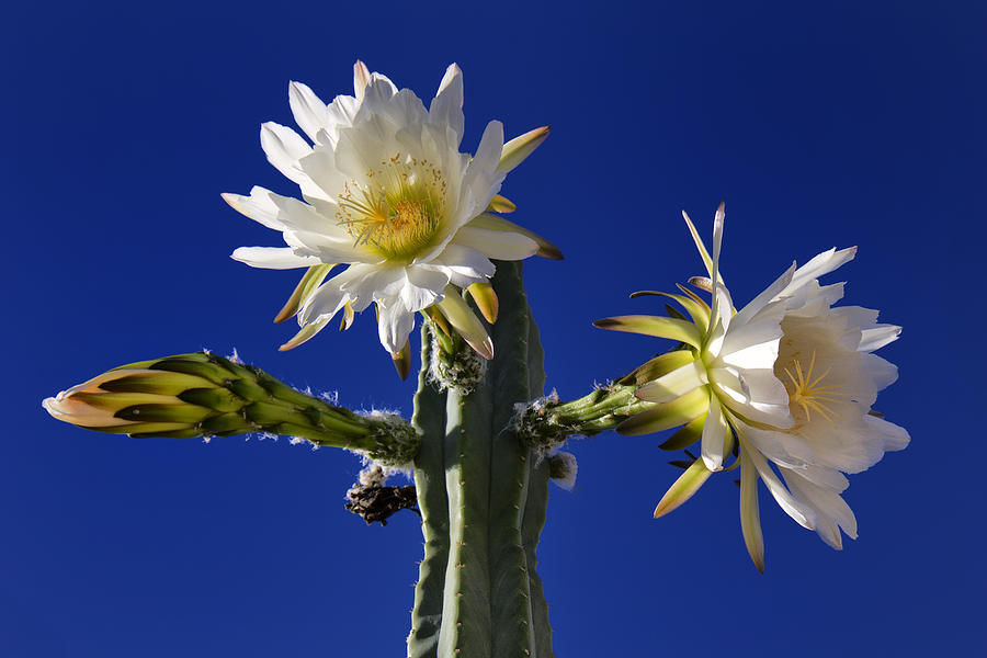 Cactus Blooms Photograph by Dominic Piperata