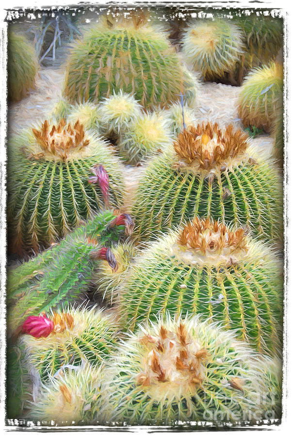 Cactus Blooms Digital Art by Linda Olsen
