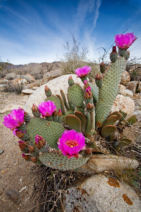 Nature Photograph - Cactus Blooms by Peter Tellone