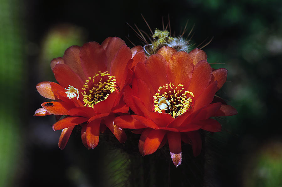 Cactus Blooms Photograph by Tam Ryan