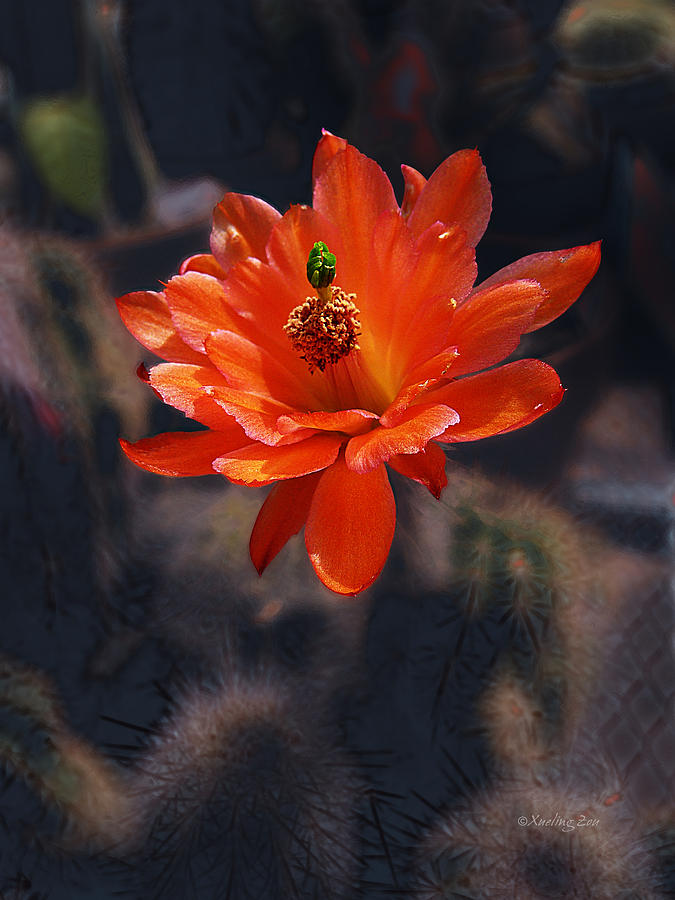 Cactus Blossom 1 Photograph by Xueling Zou