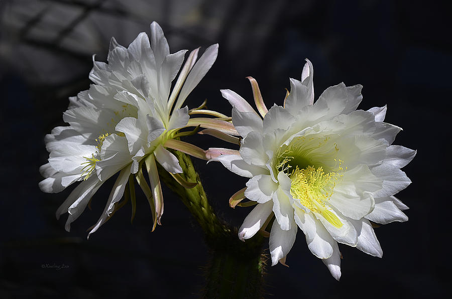 Cactus Blossom 10 Photograph by Xueling Zou